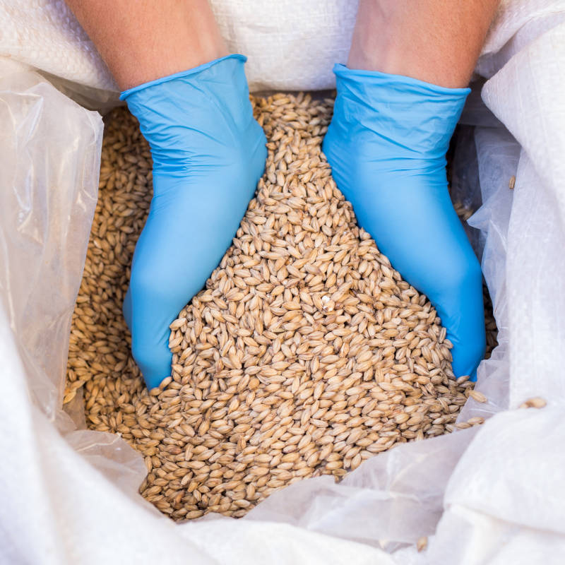 Barley grain in an open bag, checked by hand