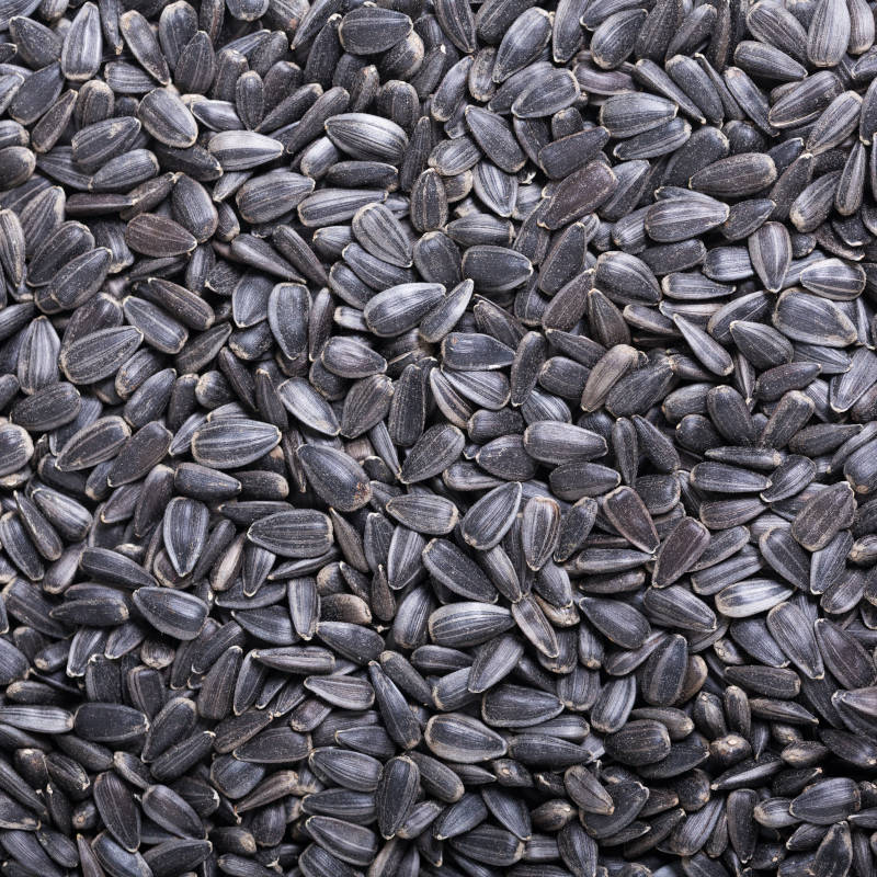 Black sunflower seed