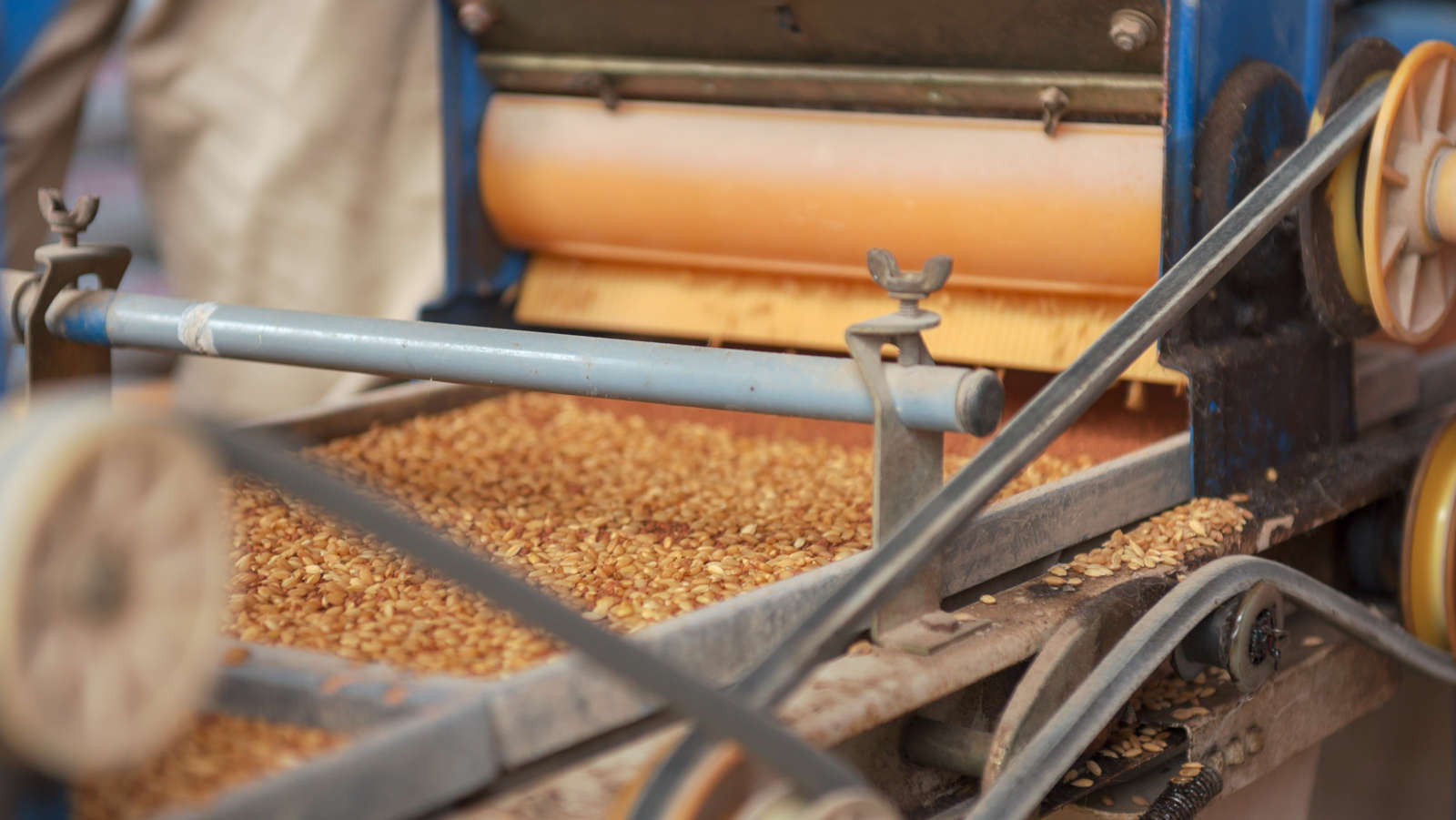 Grain moving through a cleaning and grading machine
