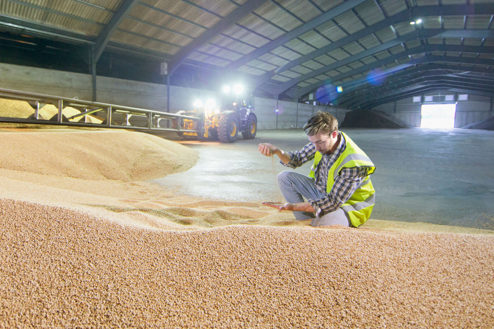 Warehouse worker drawing a sample from a grain heap